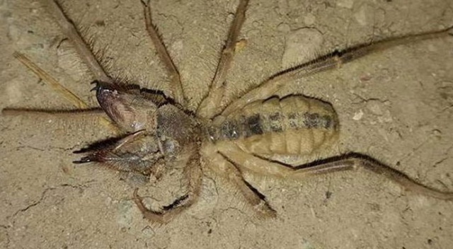 Gördüğünüzde kaçın! O ilimizde görüldü, etle beslenmeyi seviyor, insanı öldürüyor...