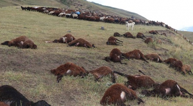 Kayalıklara sığındı, döndüğünde bu manzarayla karşılaştı Kayalıklara sığındı, döndüğünde bu manzarayla karşılaştı