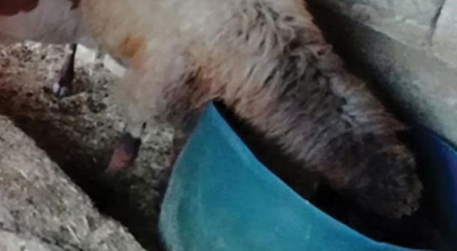 Koyunun sütü azalınca şüphelendi, ahırda nöbet tutunca gözlerine inanamadı! Koyunun sütü azalınca şüphelendi, ahırda nöbet tutunca gözlerine inanamadı!