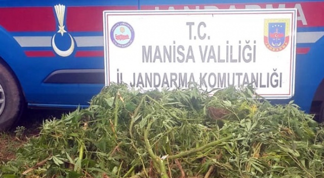 Manisa’da sazlık alanda 513 kök Hint keneviri ele geçirildi