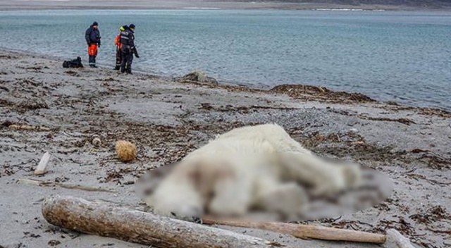 Norveç&#039;te turistik gezide vahşet: Kutup ayısı öldürüldü