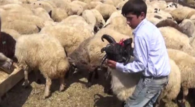 5 boynuzlu koç görenleri hayrete düşürüyor