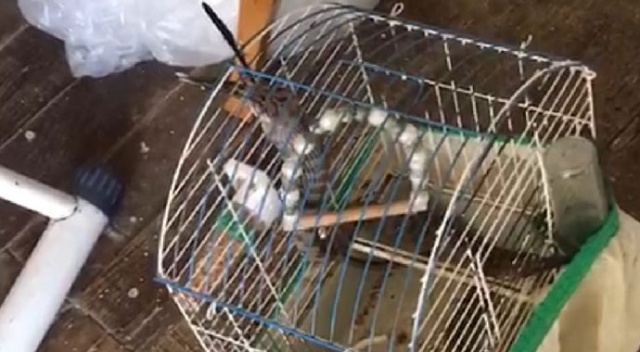 Denizli'de eve giren yılan kafesteki kuşu yedi Denizli'de eve giren yılan kafesteki kuşu yedi