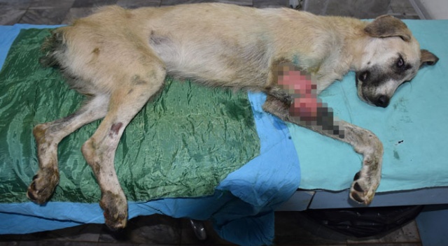 Gaziantep'te kuyruğu ve ayağı kesilmiş sokak köpeği bulundu Gaziantep'te kuyruğu ve ayağı kesilmiş sokak köpeği bulundu