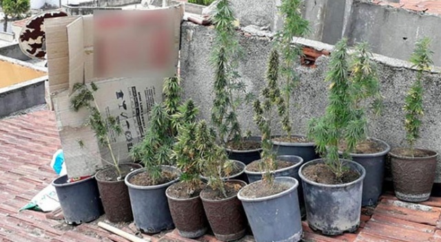 Hepsini evin çatısında yetiştirmiş! Hepsini evin çatısında yetiştirmiş!