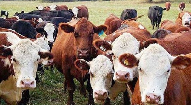İthal hayvanlardaki şarbon tehlikesine karşı uzman uyarısı