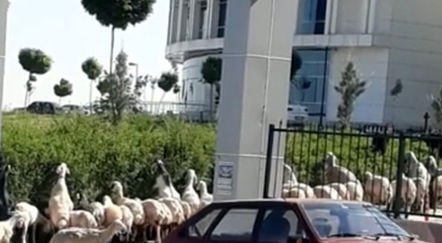 Koyun sürüsü hastane bahçesine girdi Koyun sürüsü hastane bahçesine girdi
