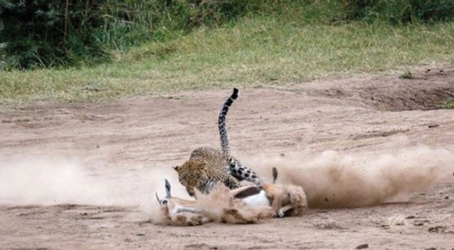 Leoparın sinsi planı anbean kamerada!