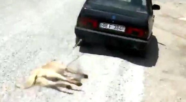 Sahibinin aracının arkasına bağlayıp sürüklediği köpek, 'zabıta' oldu Sahibinin aracının arkasına bağlayıp sürüklediği köpek, 'zabıta' oldu