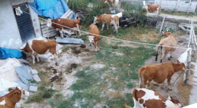 Tokat&#039;ta 120 bin TL&#039;lik soygun! Hepsi çalındı