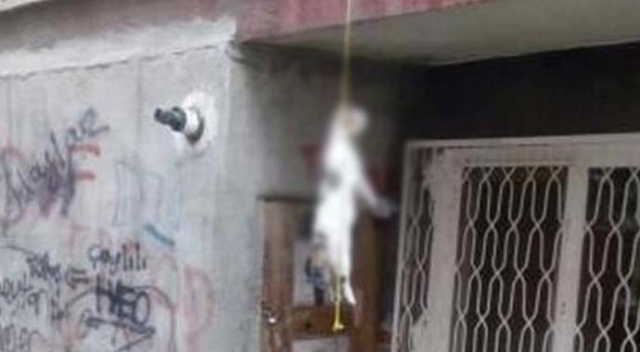 Vahşeti görenler gözlerine inanamadı! Vahşeti görenler gözlerine inanamadı!