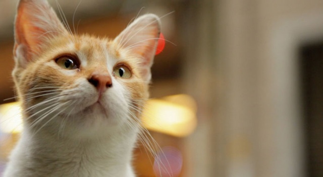 Yaban hayatının korunması için kedi beslemek yasaklanıyor Yaban hayatının korunması için kedi beslemek yasaklanıyor