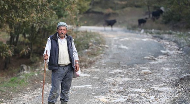 10 günde 11 ineği telef ettiler 10 günde 11 ineği telef ettiler