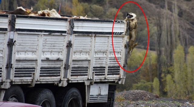 Çoban köpeğini gören o halde gören şoke oldu! Çoban köpeğini gören o halde gören şoke oldu!