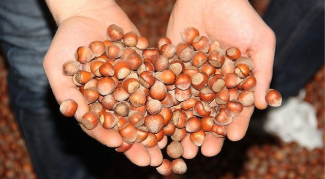 Giresun&#039;da fındık fiyatı 13,50 liraya yükseldi