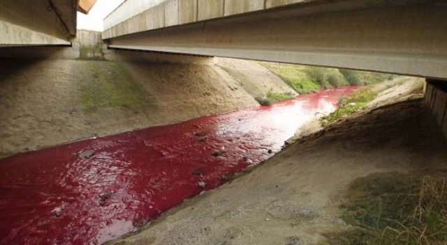 Kimyasal atık karışan Ergene Nehri kırmızı akıyor