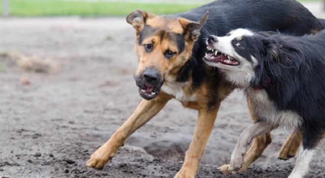Sokak köpekleri sürüye saldırdı, 30 koyun telef oldu