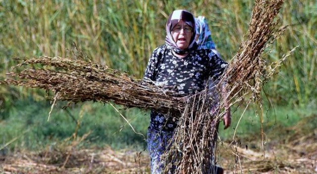 Ula’nın susamına Yunan ve Japon ilgisi Ula’nın susamına Yunan ve Japon ilgisi