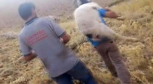 Yaralı halde buldular, sırtlarında taşıdılar! 10 gün boyunca sadece su içerek hayatta kalmış Yaralı halde buldular, sırtlarında taşıdılar! 10 gün boyunca sadece su içerek hayatta kalmış
