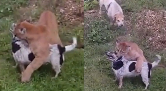 Zengin eğlencesi can alıyordu! Evde beslediği puma kaçtı, tam 8 dakika boyunca... Zengin eğlencesi can alıyordu! Evde beslediği puma kaçtı, tam 8 dakika boyunca...