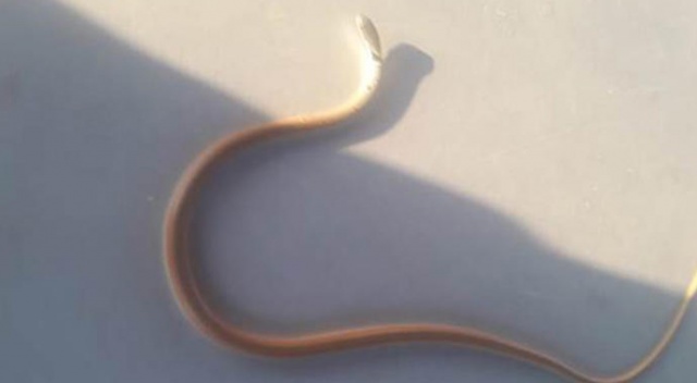 Anaokulunda 'Muhtarophis' paniği