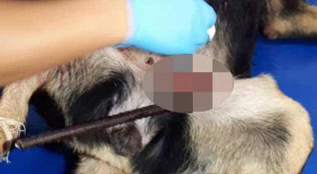 Bacağına demir saplanan köpek telef oldu