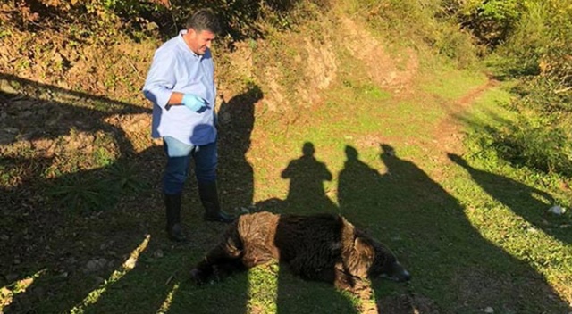 Baygın halde bulunan ayı sağlığına kavuşturuldu