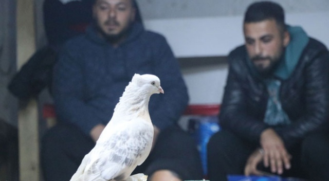 Güvercin sevdası arabasını sattırdı Güvercin sevdası arabasını sattırdı
