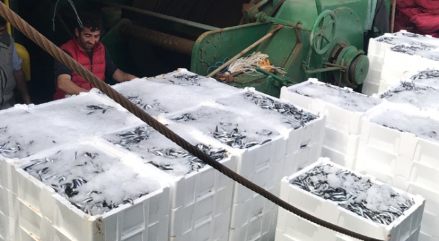 Hamsi bollaştı, balık fiyatları düştü Hamsi bollaştı, balık fiyatları düştü