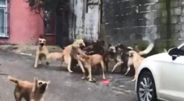 30’un üzerinde köpekle tek göz odada yaşayan kadın gözaltına alındı 30’un üzerinde köpekle tek göz odada yaşayan kadın gözaltına alındı