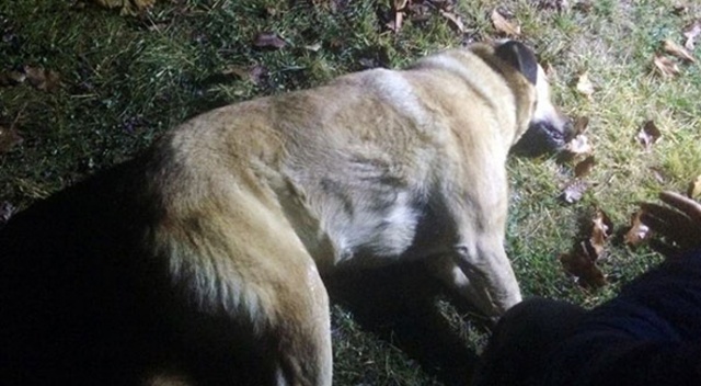 Başkentte 8 sokak köpeği zehirlendi