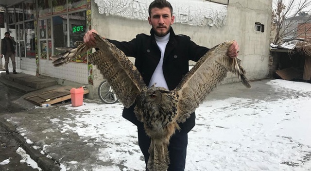 Erzurum’da yaralı baykuş için vatandaş seferber oldu Erzurum’da yaralı baykuş için vatandaş seferber oldu