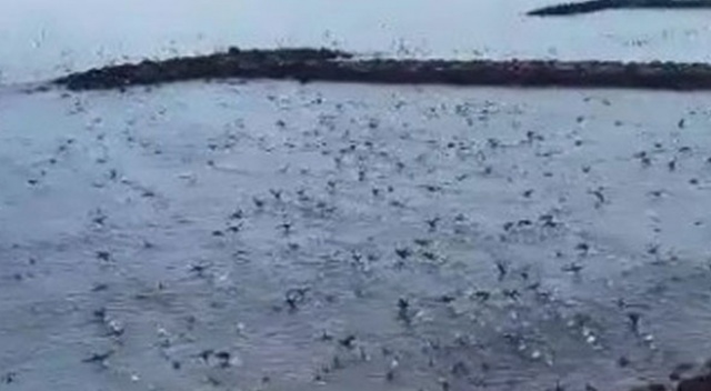 Hepsi bir anda orada toplandı Hepsi bir anda orada toplandı