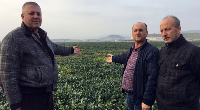 Ispanaklar tarlada kaldı, çiftçiler uyardı: Seneye 10-12 TL Ispanaklar tarlada kaldı, çiftçiler uyardı: Seneye 10-12 TL