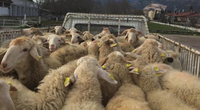 Isparta'da genç çiftçilere hayvan desteği