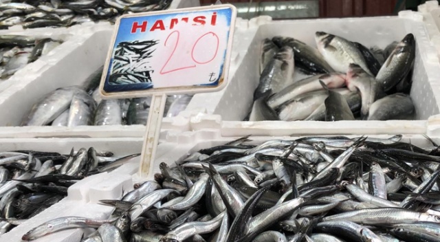 Karadeniz hamsisi 20 lira