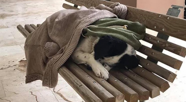 Sokak köpeğinin üzerine hırkasını örttü