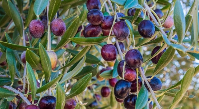 AB'den ABD'nin 'zeytin vergisine' itiraz AB'den ABD'nin 'zeytin vergisine' itiraz