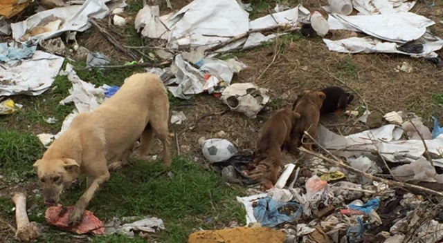 Bilecik'te ölüme terk edilen köpekler tek tek ölüyor