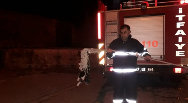 Direkte mahsur kalan kediyi itfaiye ekipleri kurtardı