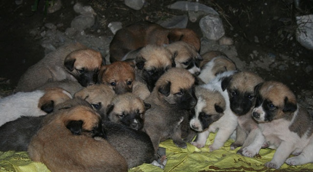 Donmak üzere olan 22 köpek yavrusu kurtarıldı