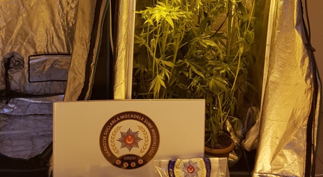 Evinin balkonunda kenevir yetiştiren şahıs tutuklandı Evinin balkonunda kenevir yetiştiren şahıs tutuklandı