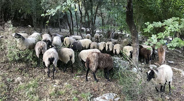 İstanbul&#039;da yöneticiliği bıraktı, Sakarya&#039;da koyun yetiştiriyor
