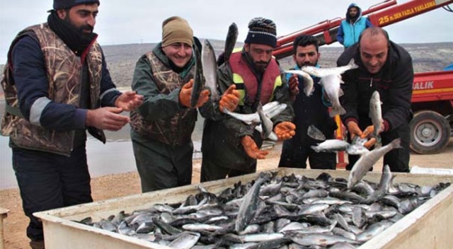İtalya, Almanya, Hollanda ve Rusya’nın balığı Elazığ'dan