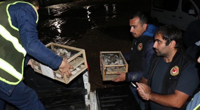Kilis'te yurt dışından kaçak getirilen 500 Hint bülbülü yakalandı