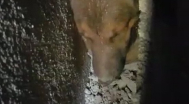 Köpeği kurtarmak için duvarı yıktılar Köpeği kurtarmak için duvarı yıktılar