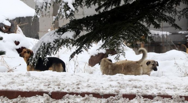 Köpeklerin saldırısına uğrayan çocuklarla ilgili açıklama Köpeklerin saldırısına uğrayan çocuklarla ilgili açıklama