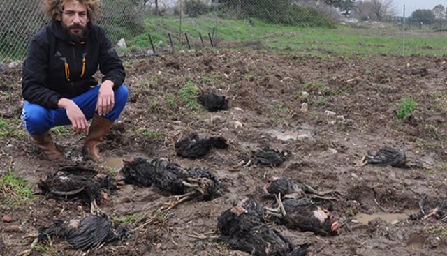 Kümesteki 45 tavuğu köpekler telef etti
