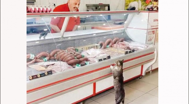 O kareyle hafızalara kazınmıştı... Kedi Yeşim'den üzücü haber