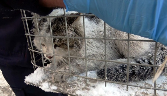 Otomobilin çarptığı kedi için polis, zabıta ve itfaiye seferber oldu
